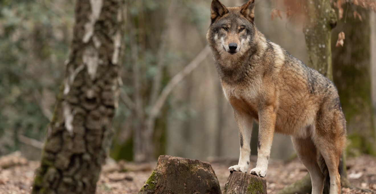 espèces de loups dans le monde