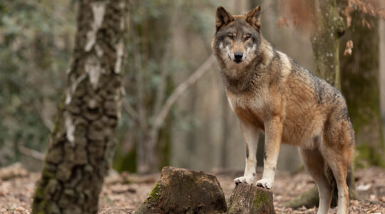 espèces de loups dans le monde